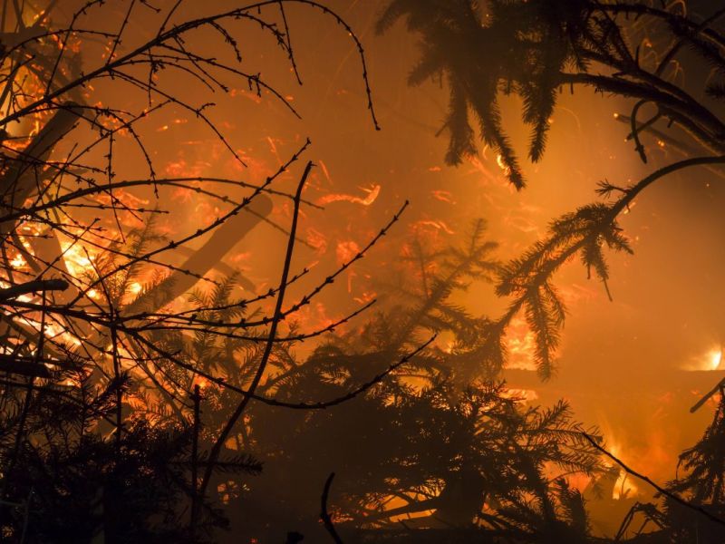 Nach historischem Waldbrand in Thüringen stellt sich die Frage