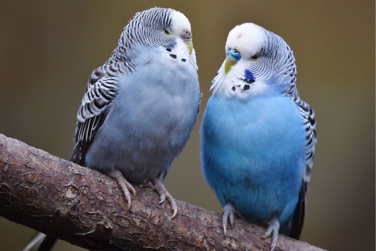 zoo-leipzig