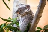 zoo-im-osten