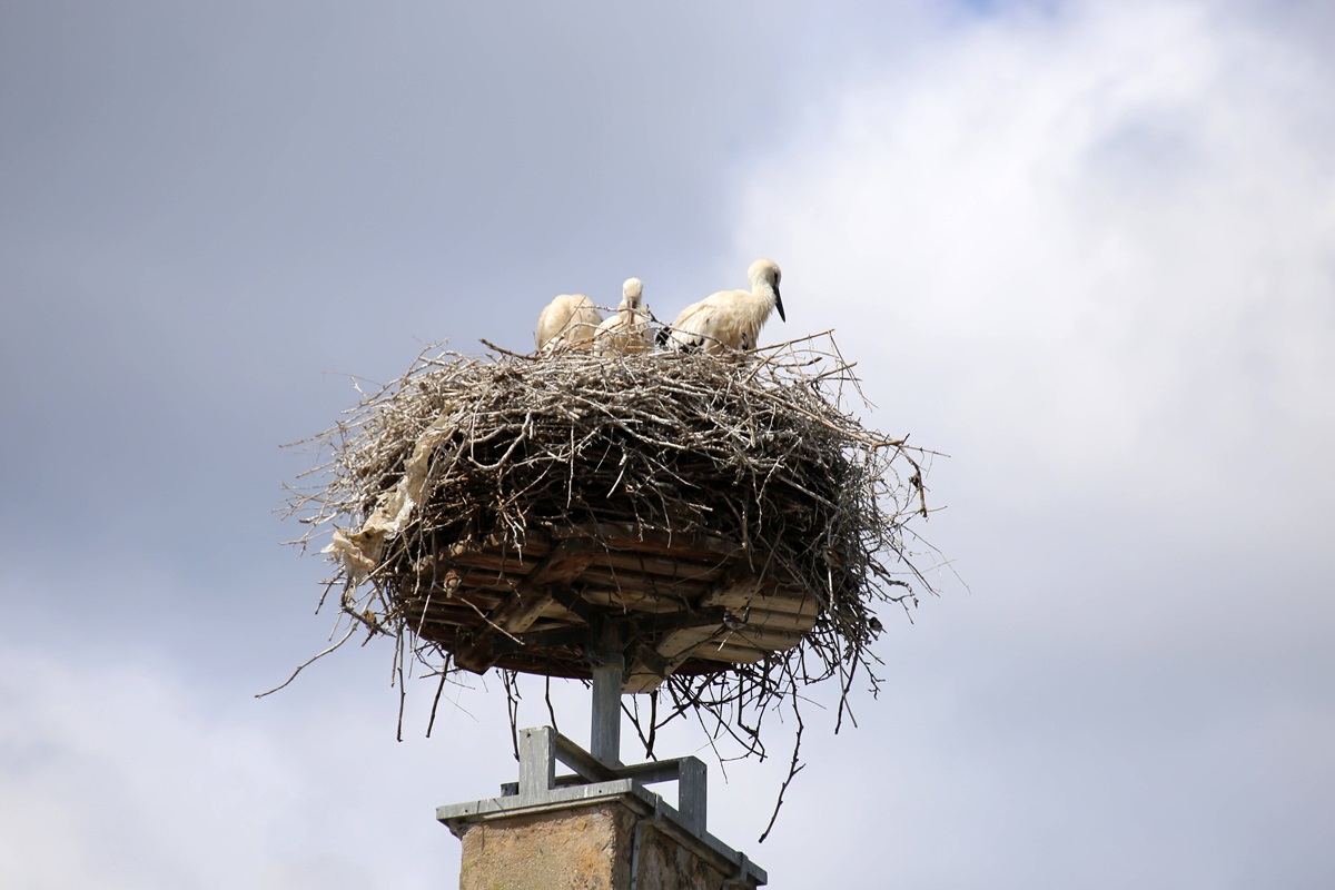Gro-e-Sorge-um-ein-Storchen-Nest-in-Th-ringen-Was-dann-passiert-geht-ans-Herz