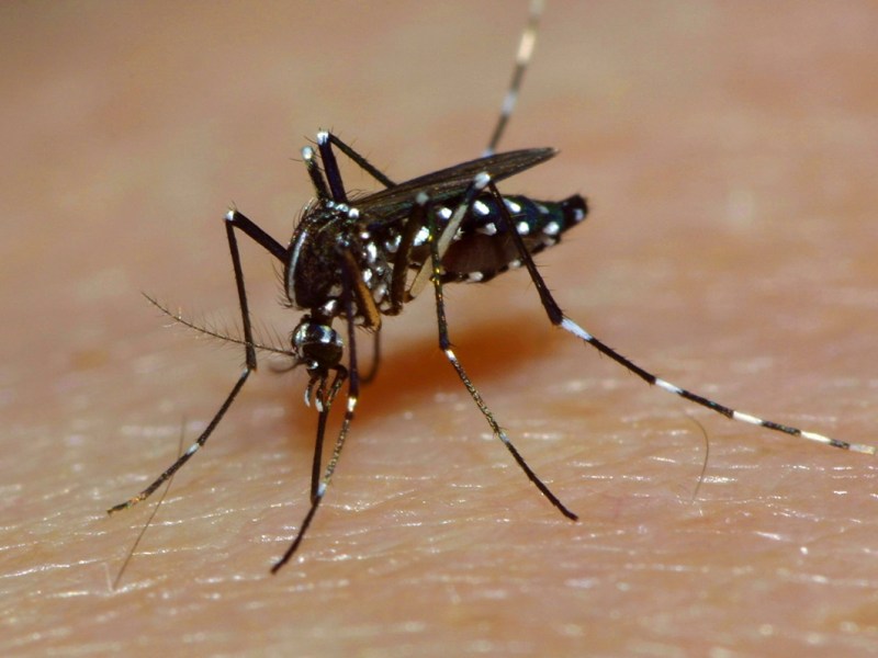 Gefährliches Virus klopft in Deutschland an – wie groß ist die Gefahr in Thüringen?
