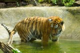 Zoo in Magdeburg (Osten)