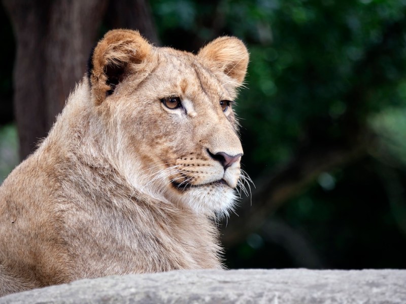 Dicke Luft im Zoo Leipzig! Löwen reagieren sofort