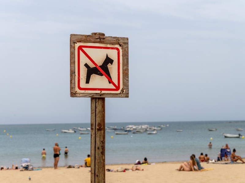 Urlaub in Italien, Portugal und Spanien – Hunde-Besitzer stehen vor Problem