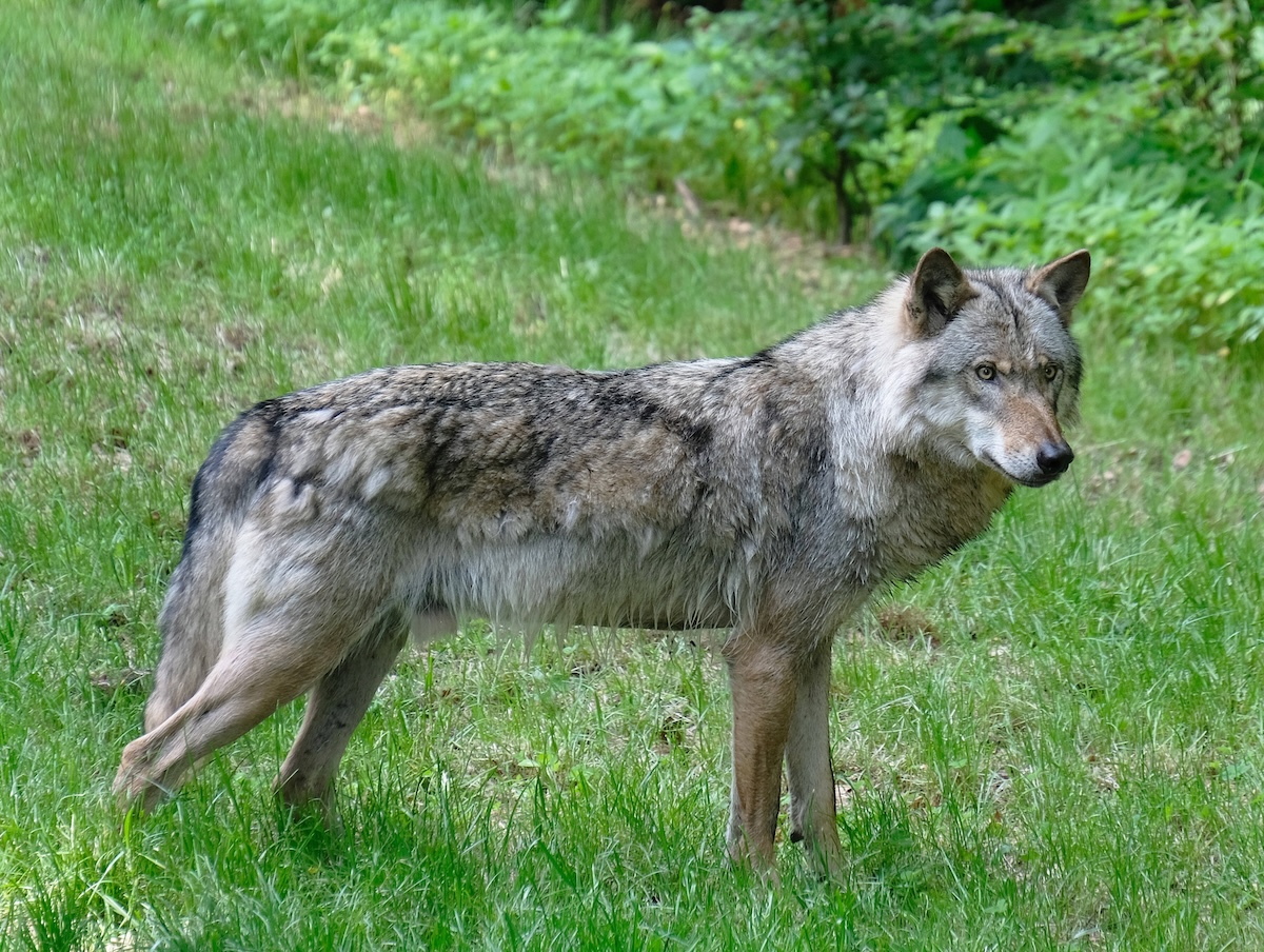 Wolf Thüringen