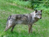 Wolf Thüringen