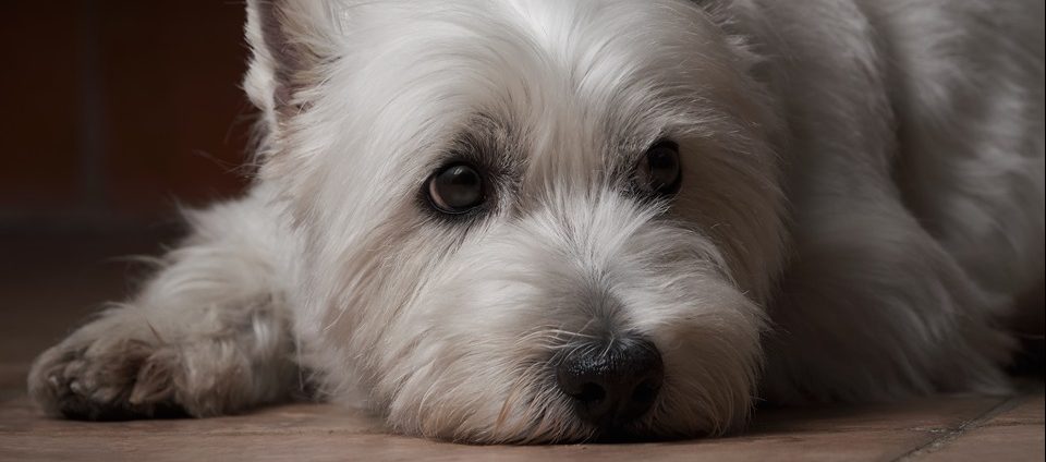 Familie-steht-pl-tzlich-mit-Hund-vor-Th-ringer-Tierheim-V-llig-aufgel-st-