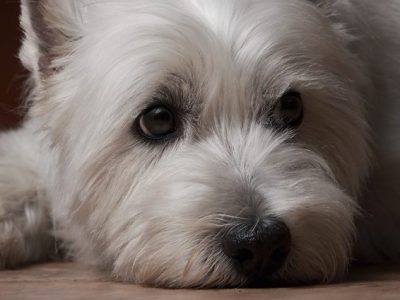 Familie steht plötzlich mit Hund vor Thüringer Tierheim – „Völlig aufgelöst“